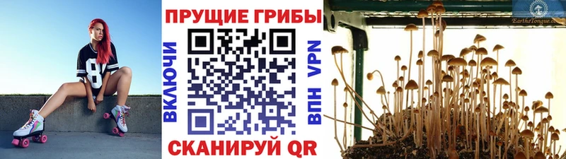 купить закладку  Туринск  MEGA как войти  Галлюциногенные грибы мицелий 